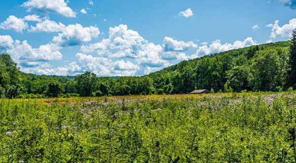 This Connecticut Meadow Is One Of The Best Places To View Summer Wildflowers