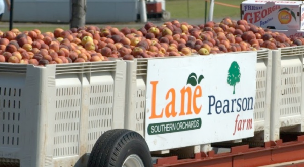 Few Foods Are As Iconic As The Georgia Peach – And Of Course It Has A Whole Festival