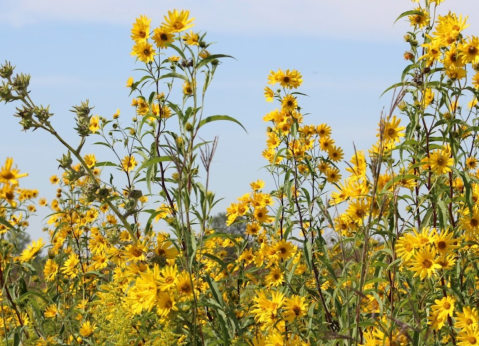 This Illinois Campground Is One Of The Best Places To View Summer Wildflowers