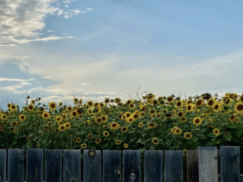 Frolic Through 4 Acres Of Sunflowers In Montana At The Applestem Corn Maze Sunflower Days Festival