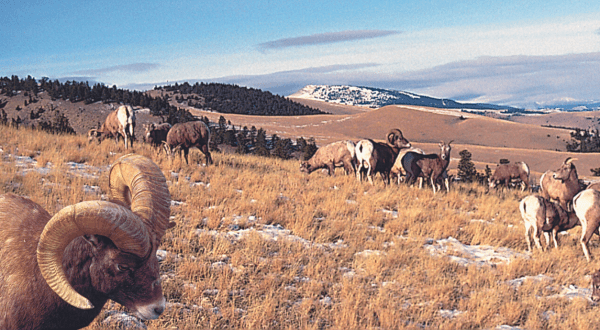 Why Everyone In Wyoming Should Visit This One Tiny Town