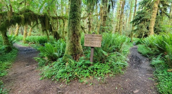 Perhaps The State’s Best Hidden Treasure, Hardly Anyone Knows This Rainforest Exists In Washington