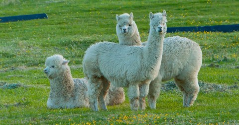 There's An Alpaca Festival In Massachusetts And It's Just As Wacky And Wonderful As It Sounds