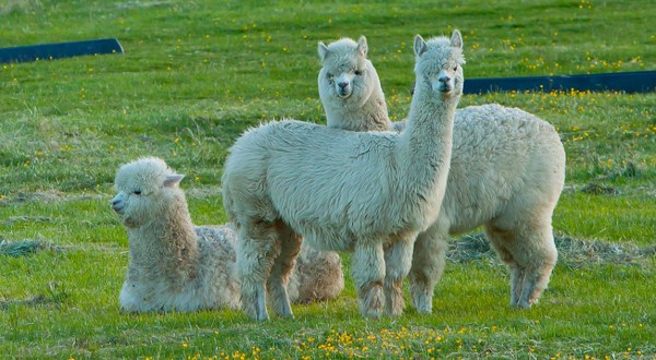 There’s An Alpaca Festival In Massachusetts And It’s Just As Wacky And Wonderful As It Sounds
