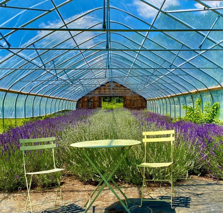 lavender greenhouse appleton maine