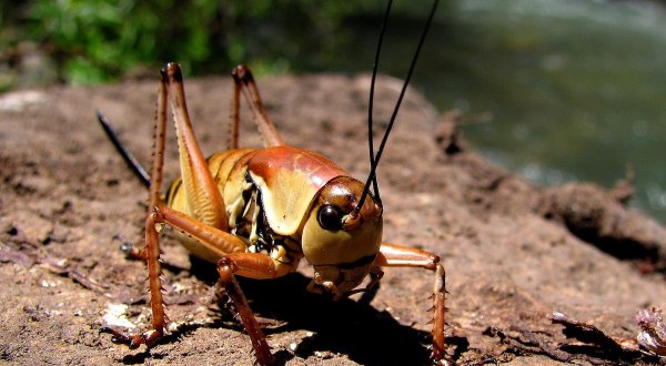 Mormon Crickets Are Back In Idaho And They Are Coming In Massive Swarms