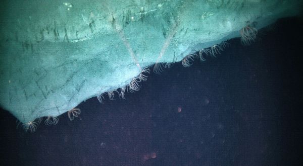 Perhaps The State’s Best Hidden Treasure, Hardly Anyone Knows These Incredible Deep Sea Coral Habitats Exist Off The Coast Of North Carolina