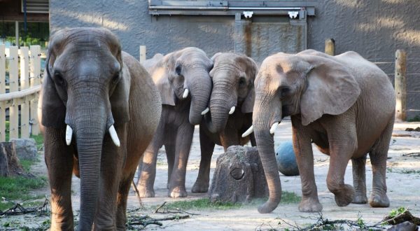 Help Save The Elephants While Attending ZooBrew Happy Hour At Seneca Park Zoo In New York