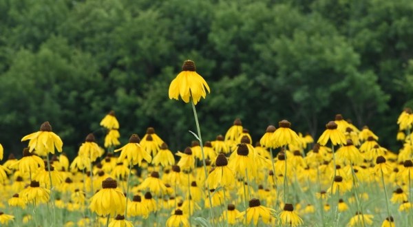 This Arkansas Wildlife Management Area Is One Of The Best Places To View Summer Wildflowers