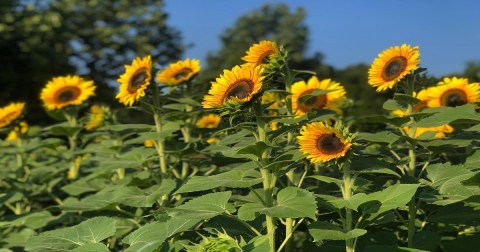 Mount Olive Farms U-Pick Flowers Farm In Arkansas Is The Happiest Way To Spend A Day