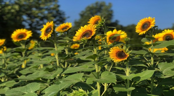 Mount Olive Farms U-Pick Flowers Farm In Arkansas Is The Happiest Way To Spend A Day