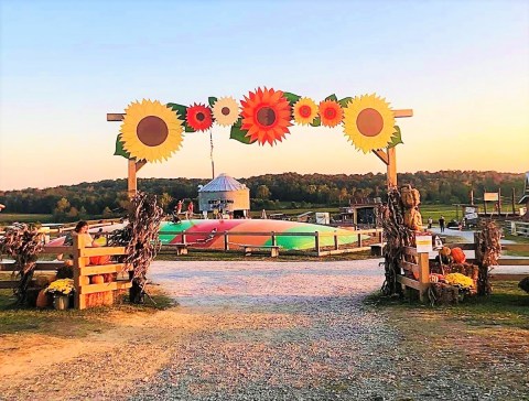 Frolic Through The Vibrant Sunflower Fields In Arkansas At The Jackson Farm Fall Festival