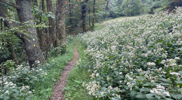 This North Carolina Trail And Park Is One Of The Best Places To View Summer Wildflowers