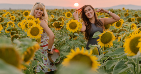 Frolic Through Acres Of Sunflower Fields At The South Carolina Sunflower Festival
