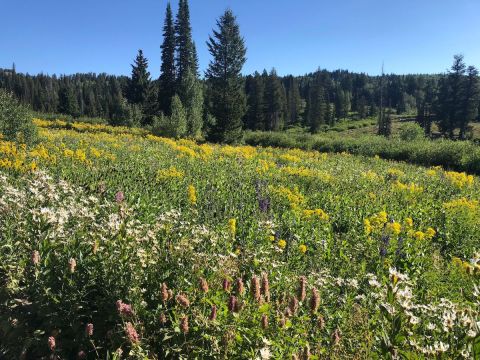 This Northern Utah Lake And Campground Is One Of The Best Places To View Summer Wildflowers