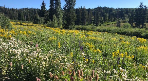 This Northern Utah Lake And Campground Is One Of The Best Places To View Summer Wildflowers