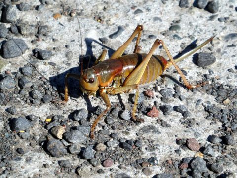Mormon Crickets Are Back In Utah And They Are Coming In Massive Swarms
