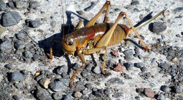 Mormon Crickets Are Back In Utah And They Are Coming In Massive Swarms