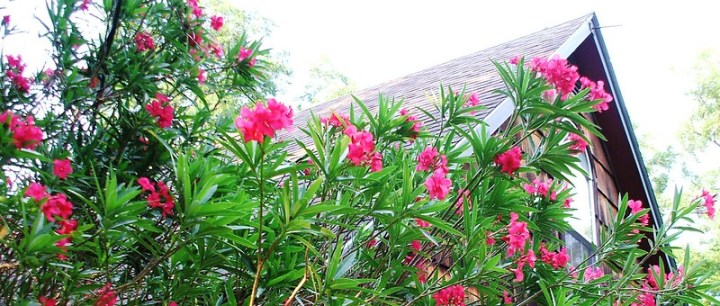 Oleanders In Florida