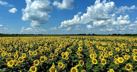 Visiting Illinois' Sunflower Festival In Hebron Is A Great Summer Activity