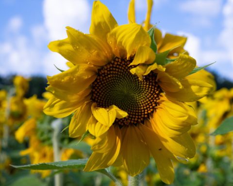 Visiting West Virginia's Upcoming Sunflower Festival In Alderson Is A Great End-Of-Summer Activity