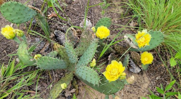A Bit Of An Unexpected Natural Wonder, Few People Know There Are Wild Cacti Hiding In Wisconsin