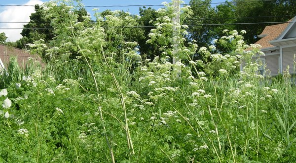 There’s A Deadly Plant Growing In Alabama Yards That Looks Like A Harmless Weed