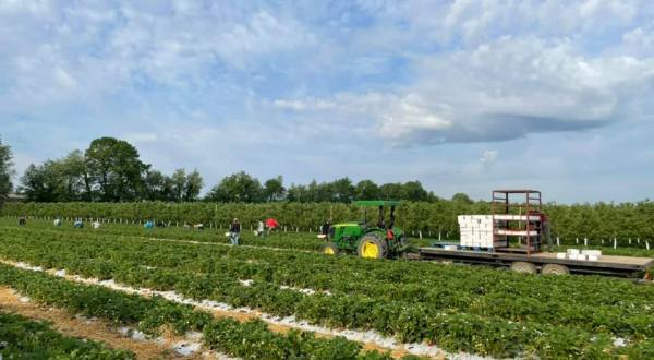 Visit Garwood Orchard, A 350-Acre U-Pick Fruit Farm In Indiana