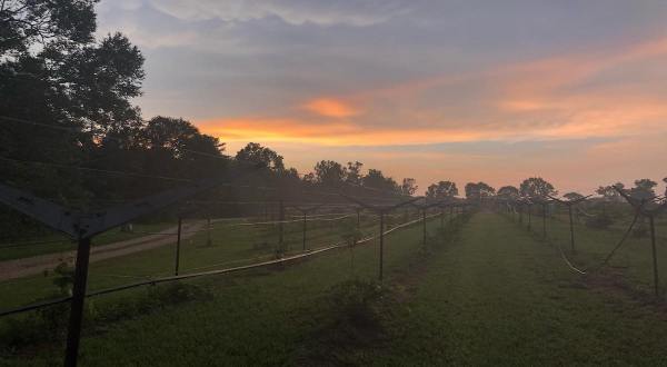Locals Can’t Get Enough Of This Small Town Winery Hidden In The Louisiana Countryside
