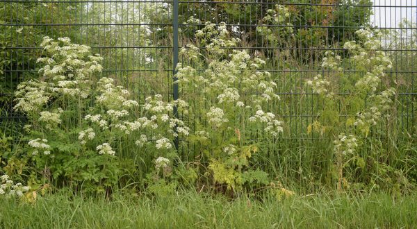 There’s A Deadly Plant Growing In Missouri Yards That Looks Like A Harmless Weed
