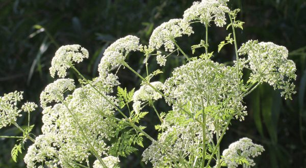 There’s A Deadly Plant Growing In Pennsylvania Yards That Looks Like A Harmless Weed