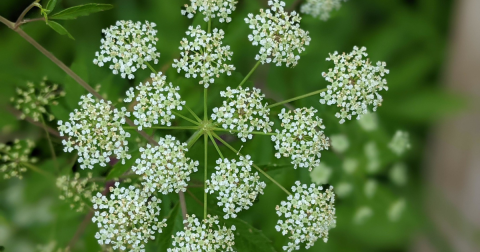 There’s A Deadly Plant Growing In Tennessee Yards That Looks Like A Harmless Weed