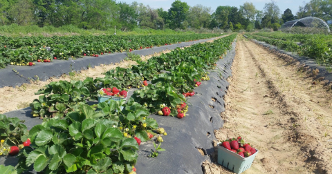 You’ll Have Loads Of Fun At These 11 Pick-Your-Own Fruit Farms In Arkansas
