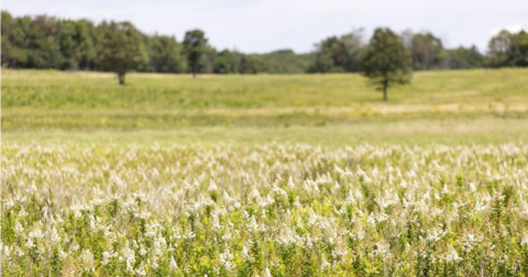 This Virginia Campground Is One Of The Best Places To View Summer Wildflowers