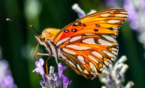 You Can Feed Tropical Butterflies At This Immersive Botanic Garden Experience In Southern California