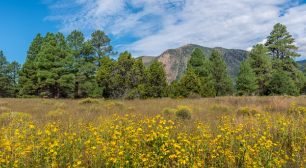 This Arizona Trail Is One Of The Best Places To View Summer Wildflowers