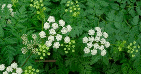 There’s A Deadly Plant Growing In Ohio Yards That Looks Like A Harmless Weed