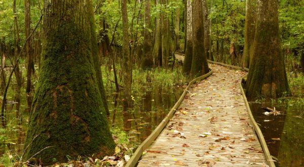Hike The Boardwalk To Nowhere At Congaree National Park In South Carolina For A Magical Woodland Adventure
