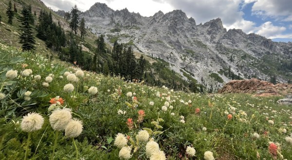 This Northern California Trail Is One Of The Best Places To View Summer Wildflowers