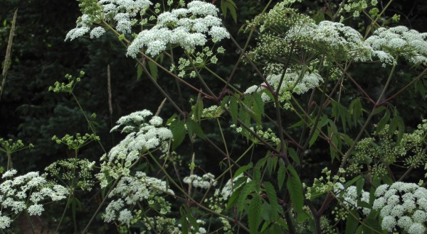 There’s A Deadly Plant Growing In New York Yards That Looks Like A Harmless Weed