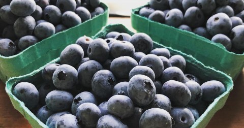 Pick Your Own Blueberries This Summer At Bartlett's Blueberry Farm In New Hampshire