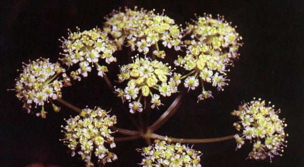 There’s A Deadly Plant Growing In Colorado That Looks Like A Harmless Weed