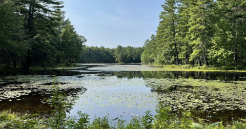 This Pond Trail In Rhode Island Is A Must-Visit This Summer