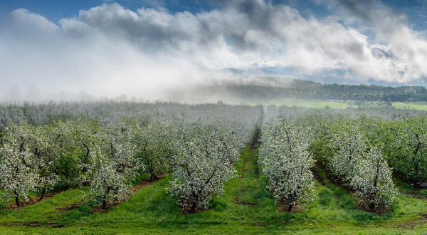 These 16 Charming Apple Orchards In Vermont Are Great For A Fall Day