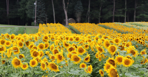 You Can Pick Your Own Bouquet Of Sunflowers At This Incredible Farm Hiding In Rhode Island