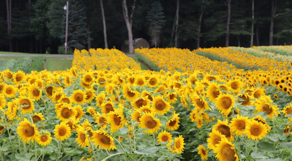 You Can Pick Your Own Bouquet Of Sunflowers At This Incredible Farm Hiding In Rhode Island