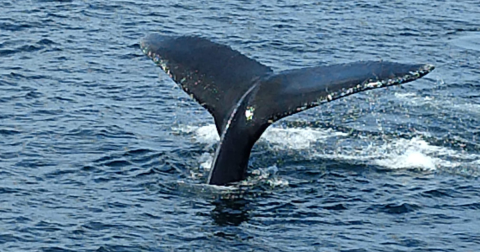 The Incredible Ocean Experience In Rhode Island Where You'll See Whales & Dolphins