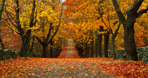 Here Are The Best Times And Places To View Rhode Island's Fall Foliage In 2023
