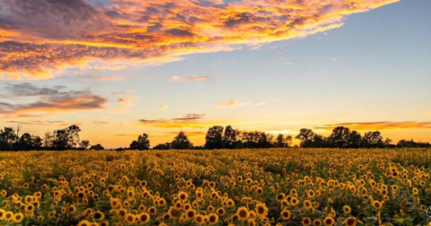 The Medina Sunflower Farm Just South Of Cleveland Is A Classic Late Summer, Early Fall Tradition