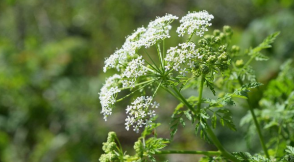 There’s A Poisonous Plant Growing In Virginia Yards That Looks Like A Harmless Weed